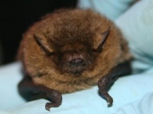 Preliminary Bat and Emergence Survey site in Eynsham, Oxfordshire