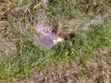 Reptile and Great Crested Newt Survey site in Hinksey, Oxfordshire