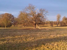 Extended Phase I Habitat Survey site in Silverstone, Northamptonshire