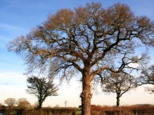 Extended Phase I Survey site in Studley, Warwickshire