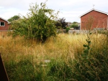 Extended Phase I and Bat Survey site in Swindon, Wiltshire