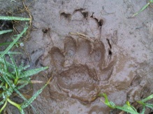 Badger print