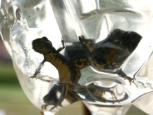 Great Crested Newts