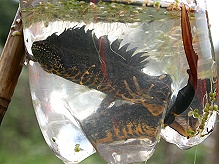 Great Crested Newts