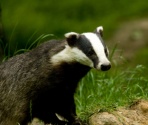 Badger Surveys