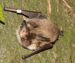Bat Surveys
