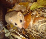 Dormouse Surveys