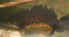 Great Crested Newt Surveys