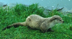 Otter & Water Vole Surveys